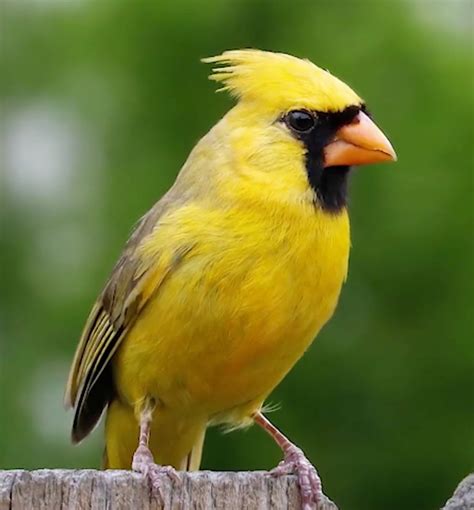 Yellow cardinal bird - Feb 23, 2018 · Television and newspaper jumps in. WIAT CBS 42 then produced a delightful story on Wednesday morning about the Yellow Cardinal hanging out near the new Thompson High School. That story was followed up yesterday by al.com’s Dennis Pillion with a story titled ‘One in a million’ yellow cardinal spotted in Alabama.